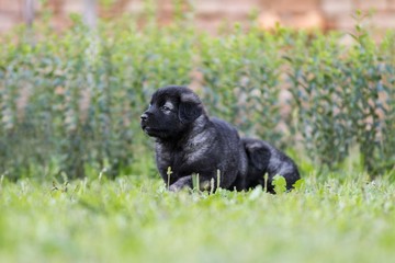 black dog . collie puppy