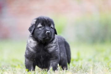 black dog . collie puppy