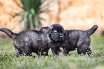 black dog . collie puppy