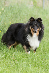 Sheltie