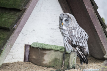 hibou