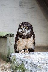 hibou
