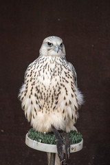 eagles