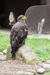 eagles