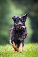 Young female Hovawart dog on perfect green background. Image with space for a text