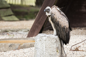 vulture
