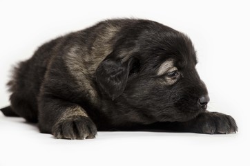 black dog puppies