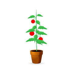Bush tomato on white background - vector illustration.
