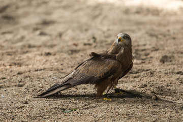 eagles