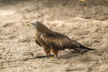 eagles