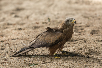 eagles
