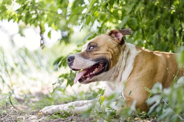 american staffordshire terrier dog 