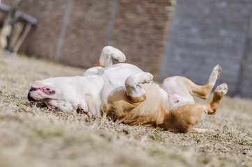american staffordshire terrier dog 