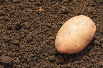 Potatoes on black earth. Organic farming