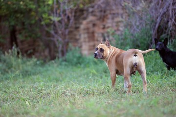 american staffordshire terrier dog