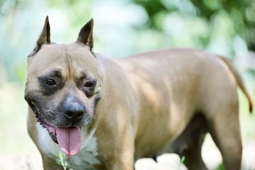 american staffordshire terrier dog