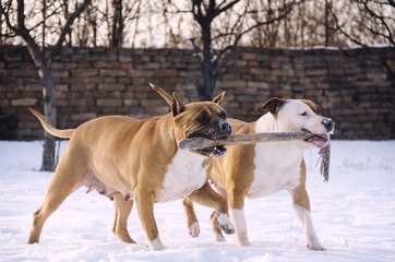 american staffordshire terrier dog