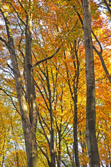 Trees in the forest in autumn.