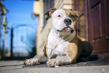 american staffordshire terrier dog