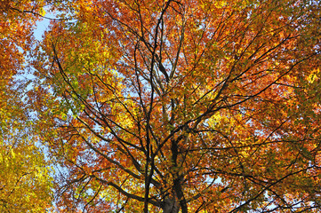 Trees in the forest in autumn.