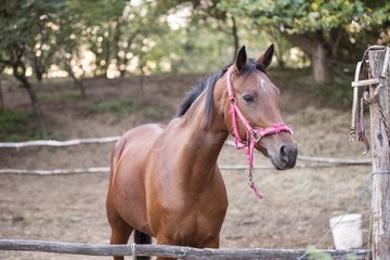 Fototapeta premium horse 