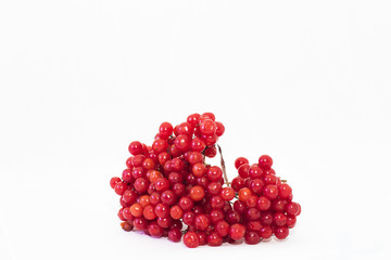 Branch of berries on stalks on a white background