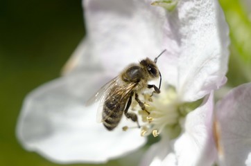 bee on white flower