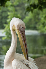 pelican