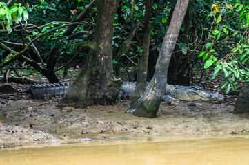 Crocodile lurking on the mud banks of the river Kinabatangan. Borneo. Malaysia.