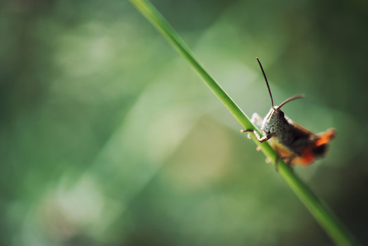 Curious grasshopper