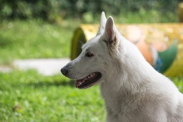 White Swiss Shepherd