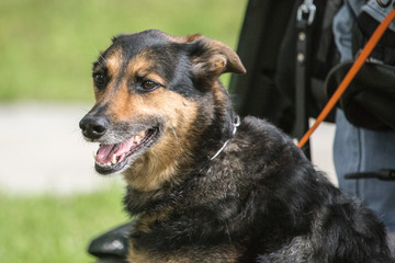 german shepherd