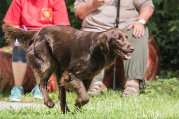 setter