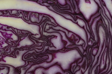 Obraz premium Rotkraut - Querschnitt - Nahaufnahme