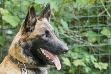 german shepherd