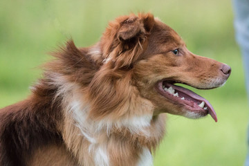 border collie