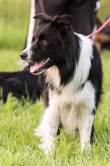 Fototapeta premium border collie