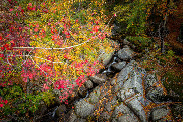 Des feuilles aux couleurs vives de l'automne au dessus d'un ruisseau de montagne 