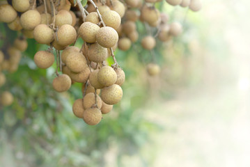 tropical fruits longan at longan orchards