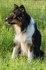border collie
