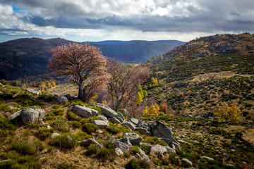 paysage sauvage dans les montagnes des Cévennes avec un arbre rose au milieu des rochers 