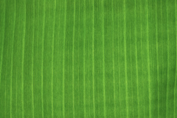 fresh green banana leaf  for backgrounds