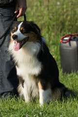 australian shepherd