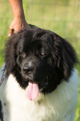 Fototapeta premium terre neuve