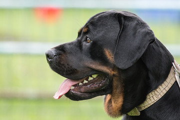 Rottweiller