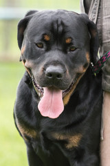 Obraz premium Rottweiller