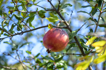 Pomegranate fruit growing on a green branch