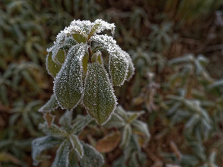 The first frost. Everything was frozen cold and frosty.