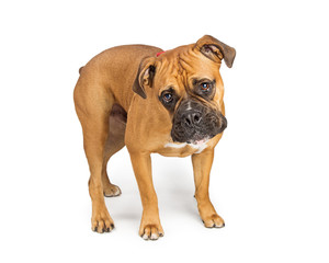 Boxer crossbreed dog standing on white