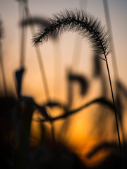Wheat Silhouette at Sunset
